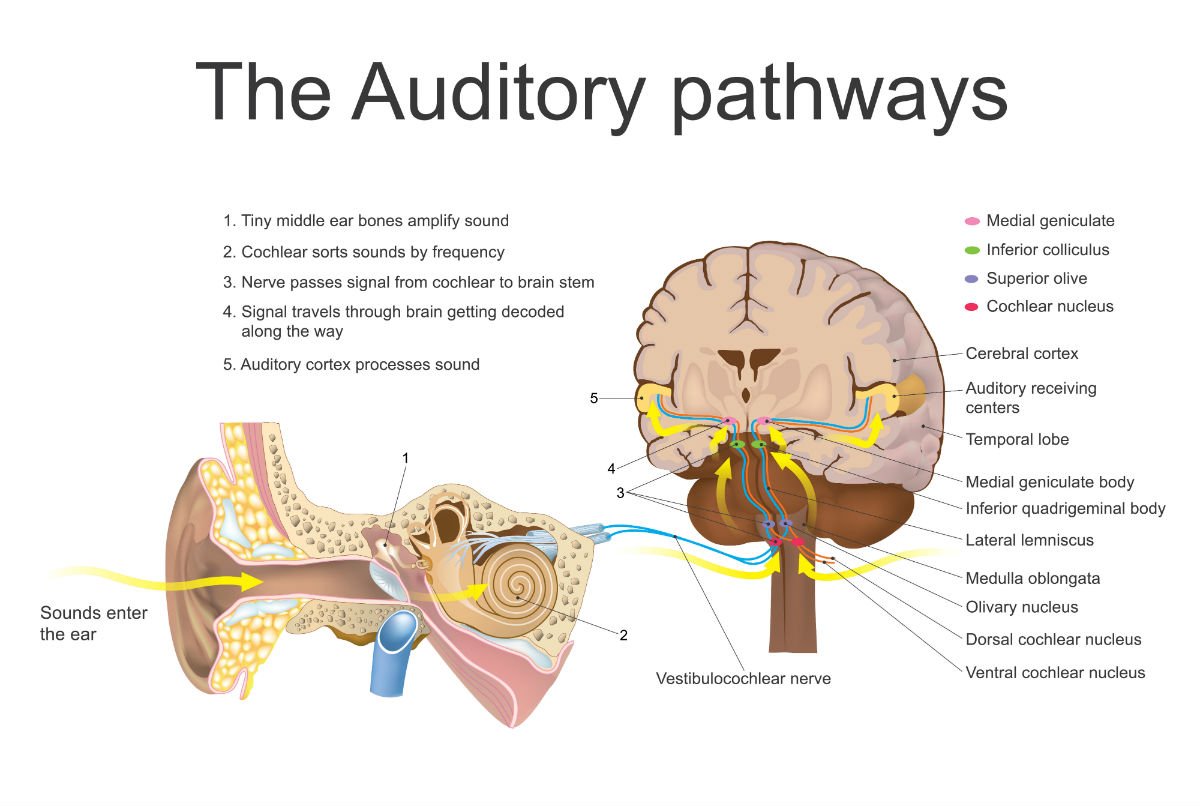 Audiology Updates: The correlation between brain health and hearing